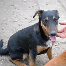 PITYU, Hund, Mischlingshund in Ungarn - Bild 3
