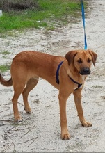 Tierheim Stromberg Hunde Tierheim Stromberg Hunde