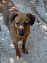 TANNI, Hund, Mischlingshund in Ungarn - Bild 1