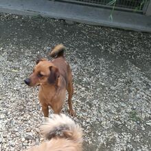 TANNI, Hund, Mischlingshund in Ungarn - Bild 11