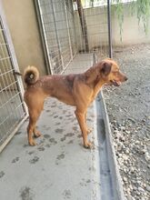 TANNI, Hund, Mischlingshund in Ungarn - Bild 12