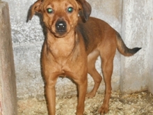 TANNI, Hund, Mischlingshund in Ungarn - Bild 13