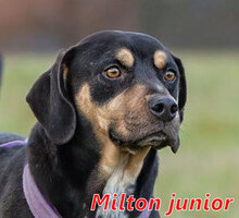 MILTONJUNIOR, Hund, Mischlingshund in Italien - Bild 1