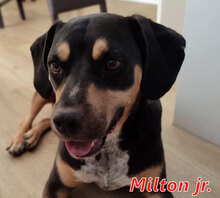 MILTONJUNIOR, Hund, Mischlingshund in Italien - Bild 4