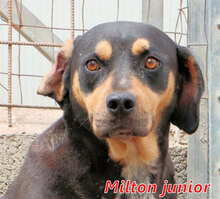 MILTONJUNIOR, Hund, Mischlingshund in Suckow - Bild 13