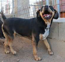 MILTONJUNIOR, Hund, Mischlingshund in Suckow - Bild 19