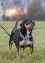 MILTONJUNIOR, Hund, Mischlingshund in Suckow - Bild 2