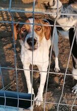 CHANCE, Hund, Mischlingshund in Rumänien - Bild 1