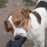 CHANCE, Hund, Mischlingshund in Rumänien - Bild 3