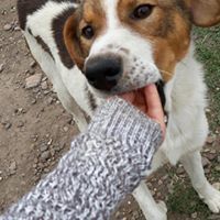 CHANCE, Hund, Mischlingshund in Rumänien - Bild 6