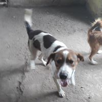 CHANCE, Hund, Mischlingshund in Rumänien - Bild 8
