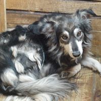 DANNY, Hund, Mischlingshund in Rumänien - Bild 1