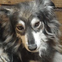 DANNY, Hund, Mischlingshund in Rumänien - Bild 10