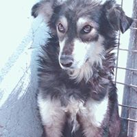 DANNY, Hund, Mischlingshund in Rumänien - Bild 11