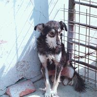 DANNY, Hund, Mischlingshund in Rumänien - Bild 12