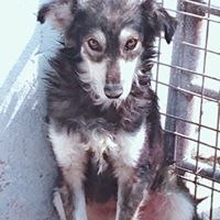 DANNY, Hund, Mischlingshund in Rumänien - Bild 13