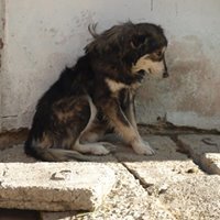 DANNY, Hund, Mischlingshund in Rumänien - Bild 14