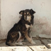 DANNY, Hund, Mischlingshund in Rumänien - Bild 15
