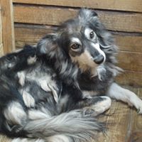 DANNY, Hund, Mischlingshund in Rumänien - Bild 3