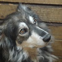 DANNY, Hund, Mischlingshund in Rumänien - Bild 4