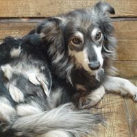 DANNY, Hund, Mischlingshund in Rumänien - Bild 5