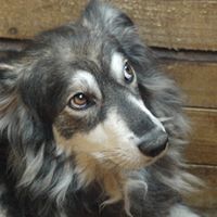 DANNY, Hund, Mischlingshund in Rumänien - Bild 6