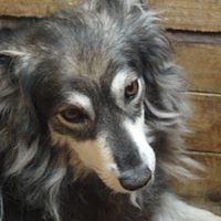 DANNY, Hund, Mischlingshund in Rumänien - Bild 7