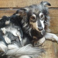 DANNY, Hund, Mischlingshund in Rumänien - Bild 8