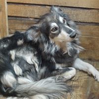 DANNY, Hund, Mischlingshund in Rumänien - Bild 9