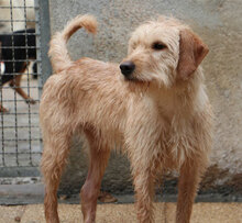 IMMO, Hund, Mischlingshund in Italien - Bild 10