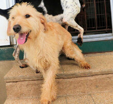 IMMO, Hund, Mischlingshund in Italien - Bild 4