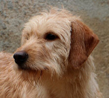 IMMO, Hund, Mischlingshund in Italien - Bild 6
