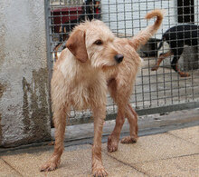 IMMO, Hund, Mischlingshund in Italien - Bild 7