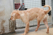 IMMO, Hund, Mischlingshund in Italien - Bild 9