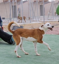 PIRATA, Hund, Podenco in Spanien - Bild 16