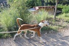 PIRATA, Hund, Podenco in Spanien - Bild 19
