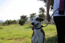 PIRATA, Hund, Podenco in Spanien - Bild 23