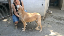 FORGOKA, Hund, Labrador-Mischling in Ungarn - Bild 2