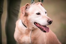 FORGOKA, Hund, Labrador-Mischling in Ungarn - Bild 5