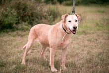 FORGOKA, Hund, Labrador-Mischling in Ungarn - Bild 6