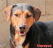 GERVASO, Hund, Mischlingshund in Italien - Bild 1