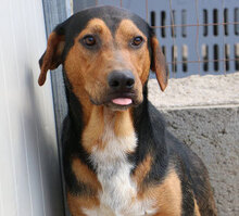 GERVASO, Hund, Mischlingshund in Italien - Bild 10
