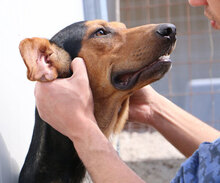 GERVASO, Hund, Mischlingshund in Italien - Bild 11
