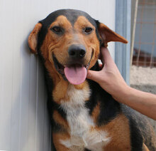 GERVASO, Hund, Mischlingshund in Italien - Bild 12