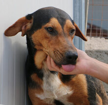 GERVASO, Hund, Mischlingshund in Italien - Bild 13