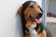 GERVASO, Hund, Mischlingshund in Italien - Bild 14