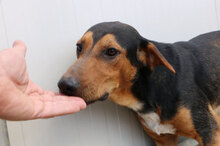 GERVASO, Hund, Mischlingshund in Italien - Bild 15