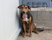 GERVASO, Hund, Mischlingshund in Italien - Bild 16
