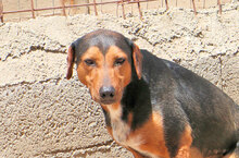 GERVASO, Hund, Mischlingshund in Italien - Bild 2