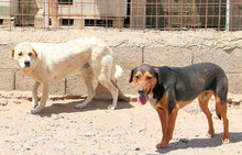 GERVASO, Hund, Mischlingshund in Italien - Bild 3